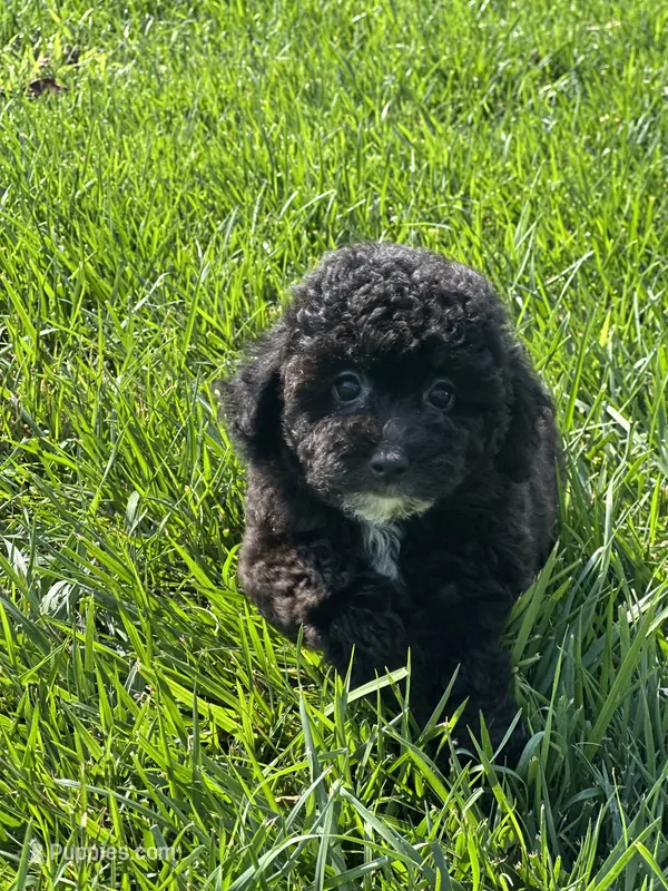 Birdie – Bichpoo puppy for sale in Canton, SD