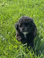 Birdie, a female Bichpoo for sale in Canton, SD – 1 of 9