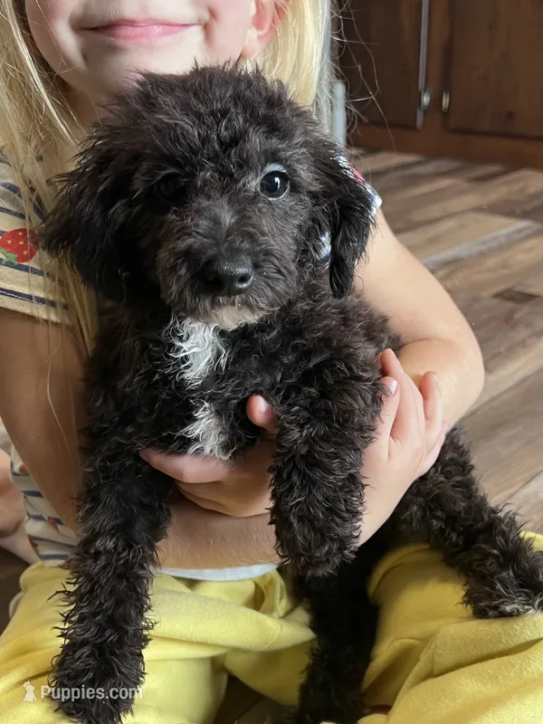Birdie – Bichpoo puppy for sale in Canton, SD