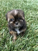 Sadie, a female Shorkie for sale in Canton, SD – 10 of 10