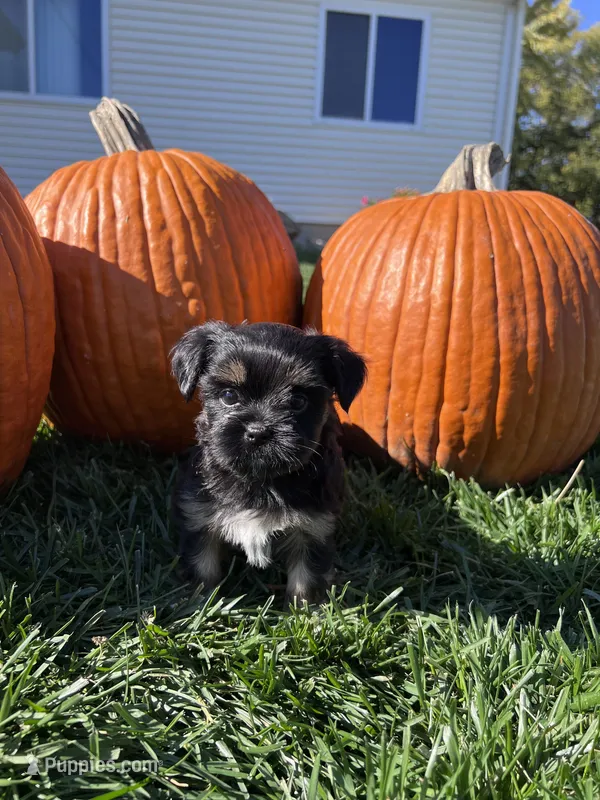 Gus – Shorkie puppy for sale in Canton, SD