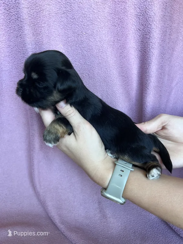 Gigi – Shorkie puppy for sale in Canton, SD