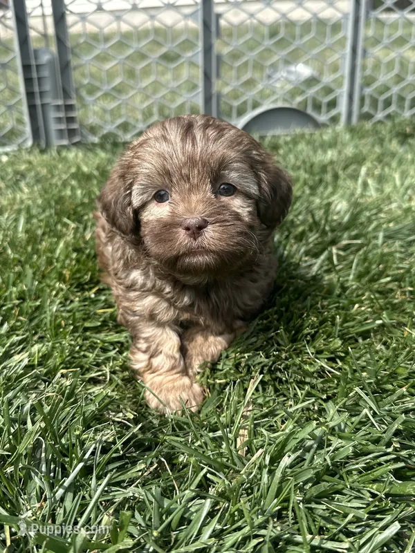Roberto – Shihpoo puppy for sale in Canton, SD