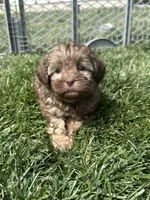Roberto, a male Shihpoo for sale in Canton, SD – 1 of 8