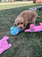 DJ, a male Cockapoo for sale in Canton, SD – 5 of 7