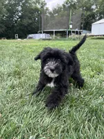 Troy, a male Yorkipoo for sale in Canton, SD – 4 of 8