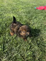 Crew, a male Shihpoo for sale in Canton, SD – 4 of 10