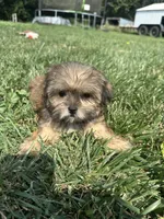 Whitney, a female Shorkie for sale in Canton, SD – 6 of 6