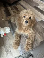 DJ, a male Cockapoo for sale in Canton, SD – 4 of 6