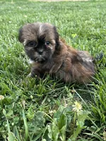 Sadie, a female Shorkie for sale in Canton, SD – 6 of 10