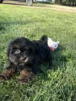 Colt, a male Shihpoo for sale in Canton, SD – 3 of 10