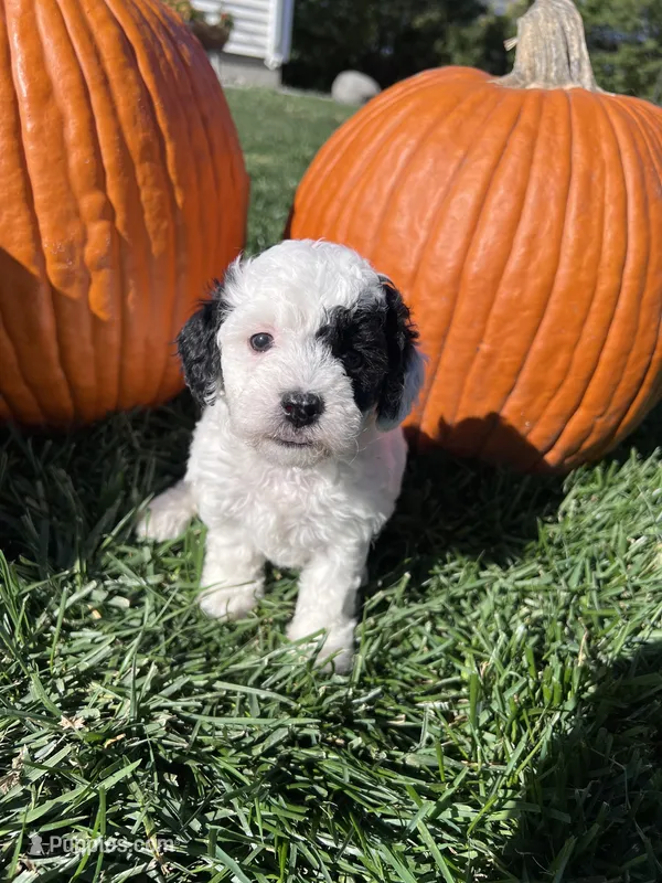 Harper – Bichpoo puppy for sale in Canton, SD