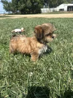 Winter, a female Shorkie for sale in Canton, SD – 7 of 7