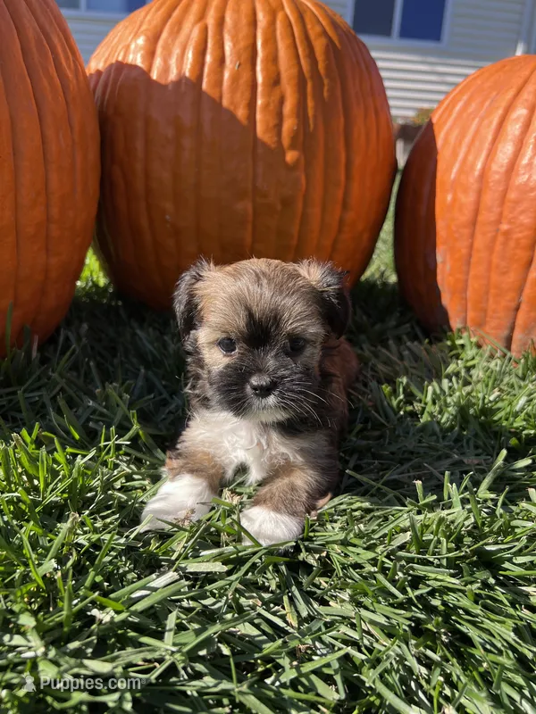 Ginger – Shorkie puppy for sale in Canton, SD