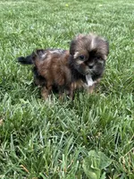 Sadie, a female Shorkie for sale in Canton, SD – 4 of 10