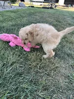 Dani, a female Cockapoo for sale in Canton, SD – 3 of 9