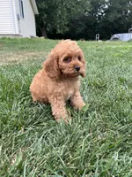 Alana, a female Cockapoo for sale in Canton, SD – 5 of 7