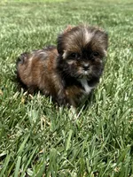 Sadie, a female Shorkie for sale in Canton, SD – 9 of 10