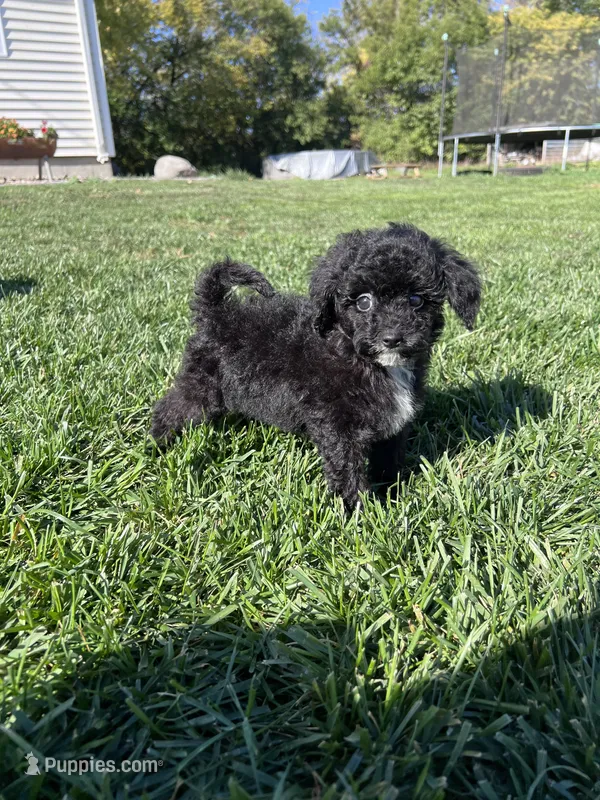 Eddie – Poodle - Toy  puppy for sale in Canton, SD
