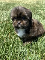 Sven, a male Shorkie for sale in Canton, SD – 2 of 10
