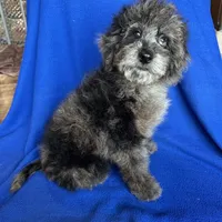 Kia, a male Cockapoo for sale in Canton, SD – Photo 8 of 8