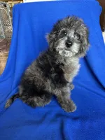 Kia, a male Cockapoo for sale in Canton, SD – Photo 8 of 8