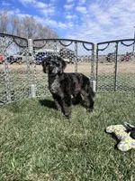 Kia, a male Cockapoo for sale in Canton, SD – 9 of 9