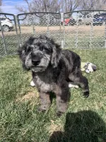 Kia, a male Cockapoo for sale in Canton, SD – 6 of 9