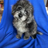 Kia, a male Cockapoo for sale in Canton, SD – Photo 3 of 8