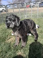Kia, a male Cockapoo for sale in Canton, SD – 7 of 9