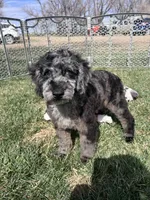 Kia, a male Cockapoo for sale in Canton, SD – 5 of 9