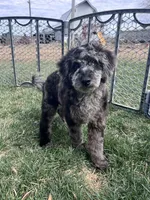 Kia, a male Cockapoo for sale in Canton, SD – 4 of 9
