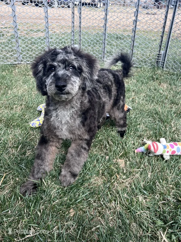 Kia – Cockapoo puppy for sale in Canton, SD