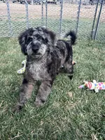 Kia, a male Cockapoo for sale in Canton, SD – 1 of 9