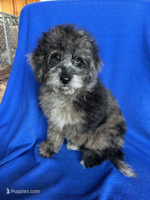 Kia, a male Cockapoo for sale in Canton, SD – Photo 1 of 8