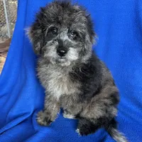 Kia, a male Cockapoo for sale in Canton, SD – Photo 1 of 8