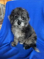 Kia, a male Cockapoo for sale in Canton, SD – Photo 1 of 8