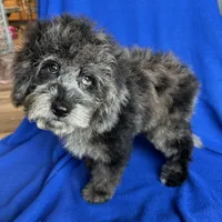 Kia, a male Cockapoo for sale in Canton, SD – Photo 2 of 8