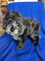 Kia, a male Cockapoo for sale in Canton, SD – Photo 2 of 8