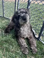 Kia, a male Cockapoo for sale in Canton, SD – 3 of 9