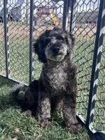 Kia, a male Cockapoo for sale in Canton, SD – 2 of 9
