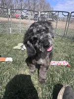 Kia, a male Cockapoo for sale in Canton, SD – 8 of 9