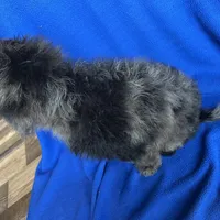 Kia, a male Cockapoo for sale in Canton, SD – Photo 7 of 8