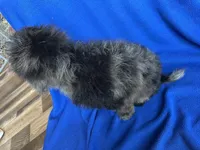 Kia, a male Cockapoo for sale in Canton, SD – Photo 7 of 8