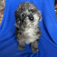 Kia, a male Cockapoo for sale in Canton, SD – Photo 6 of 8