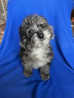 Kia, a male Cockapoo for sale in Canton, SD – Photo 6 of 8