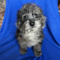Kia, a male Cockapoo for sale in Canton, SD – Photo 5 of 8