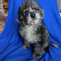 Kia, a male Cockapoo for sale in Canton, SD – Photo 4 of 8