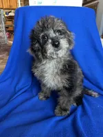 Kia, a male Cockapoo for sale in Canton, SD – Photo 4 of 8