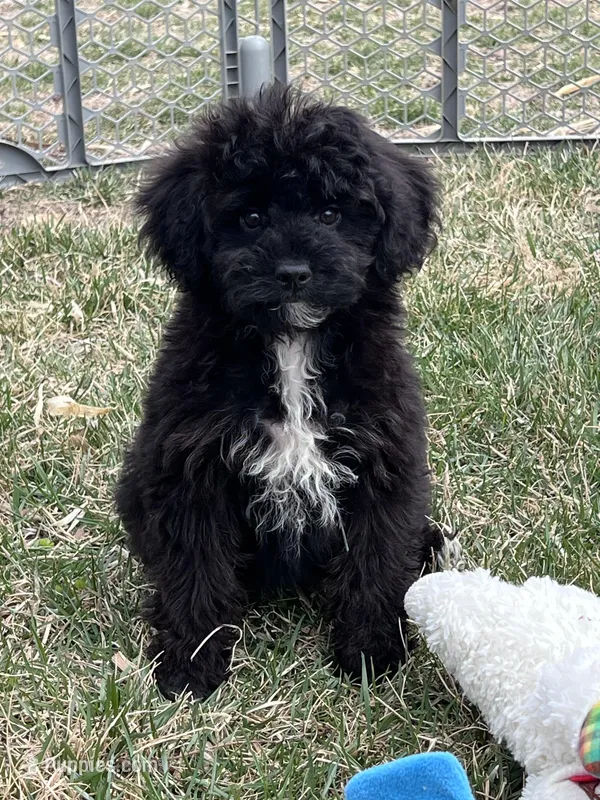 Moby – Yorkipoo puppy for sale in Canton, SD